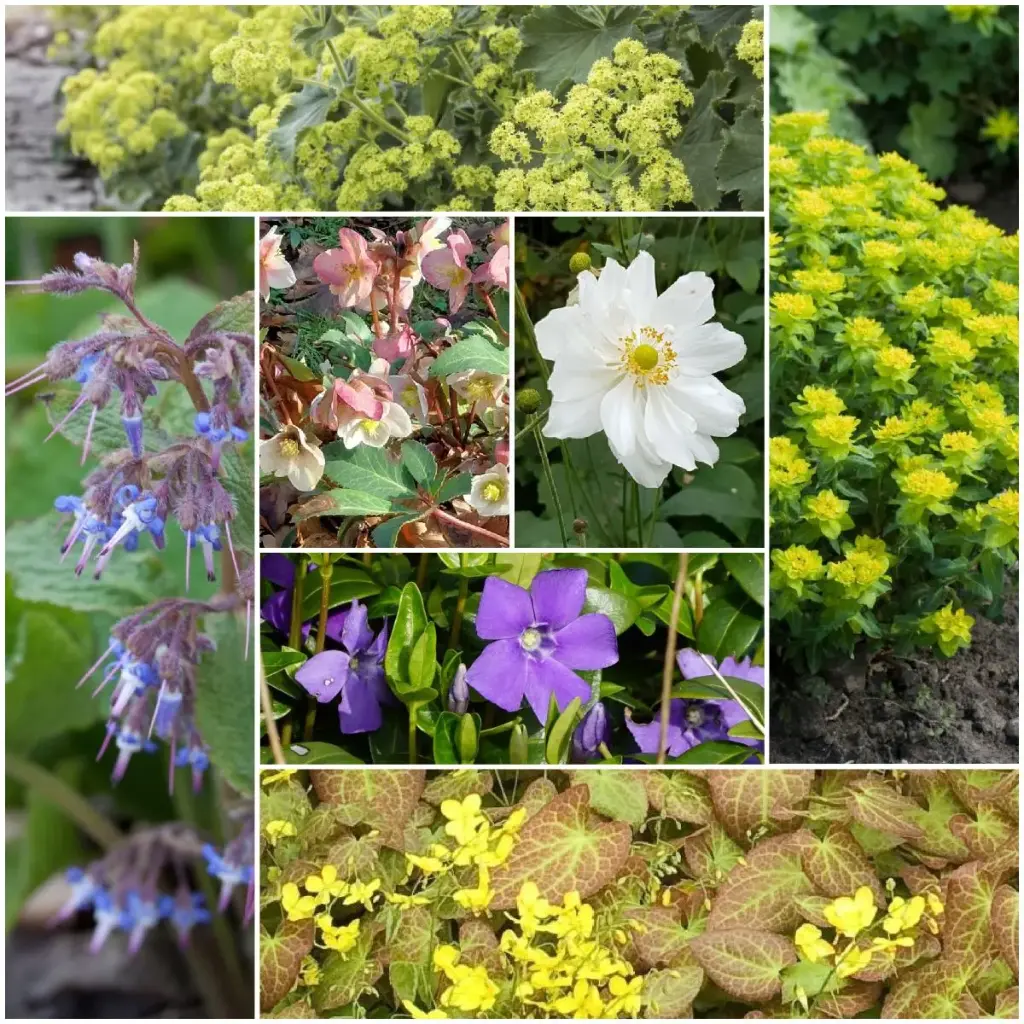 Kit de décapage de dalles pour parterre de jardin ombre 4 m² - BIO
