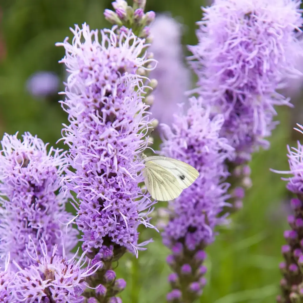 Liatris Spicata P9 - BIO