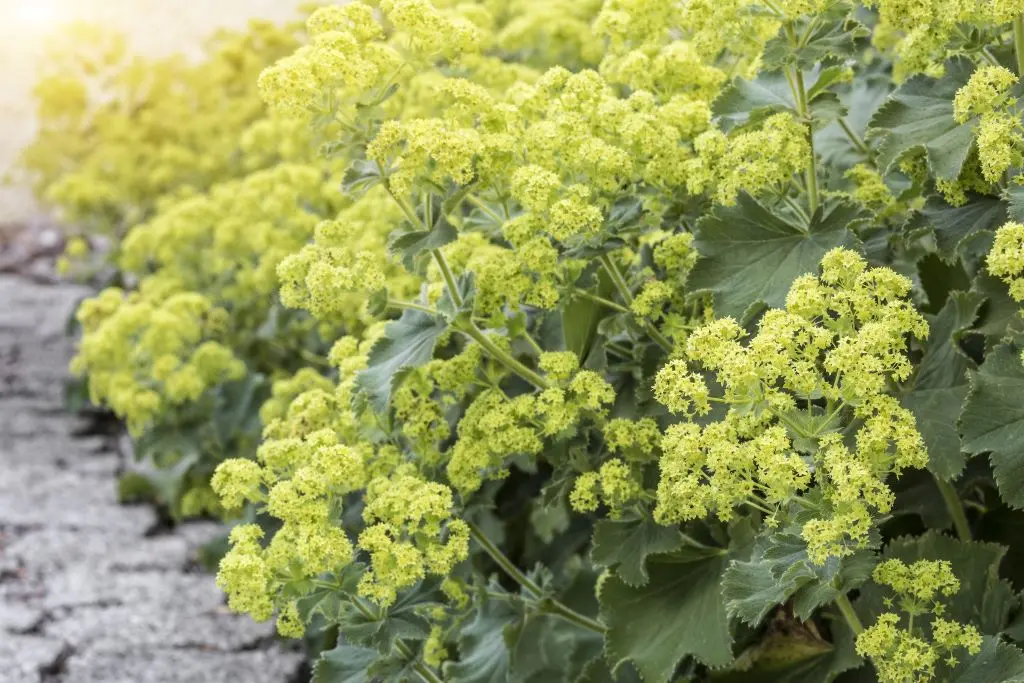 Alchemilla Mollis - Compact - BIO