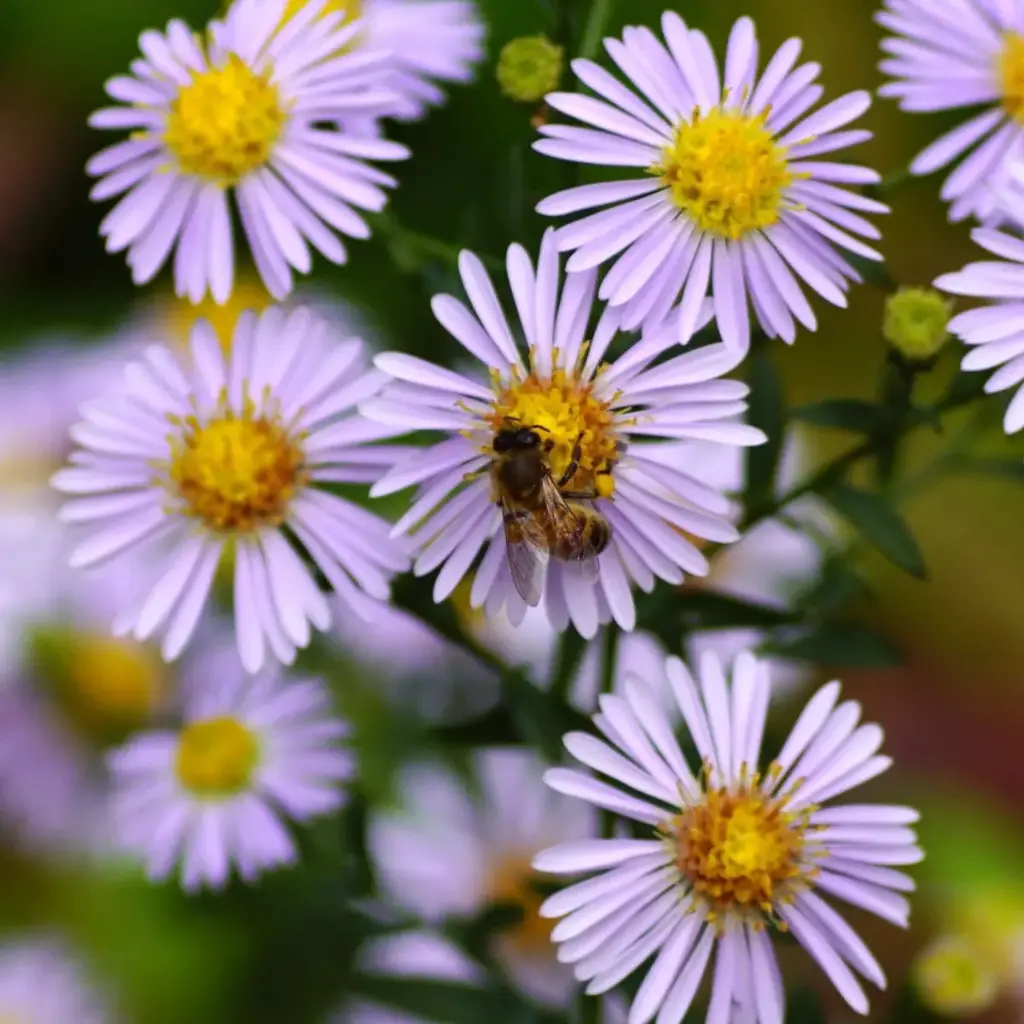 Aster a. Asran - Compact  - BIO