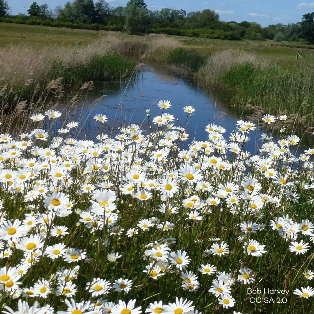 Leucanthemum Vulgare - P9 - BIO