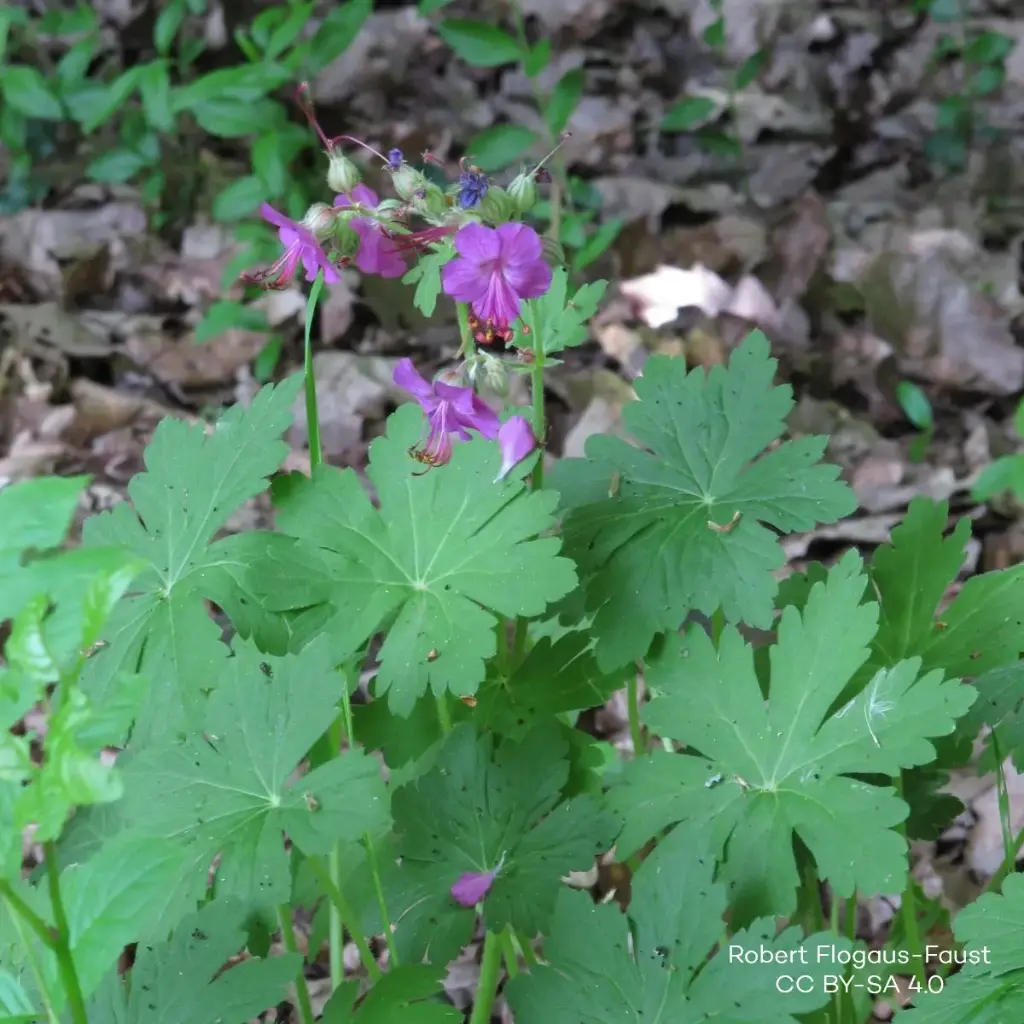 Geranium Macrorrhizum - Compact - BIO