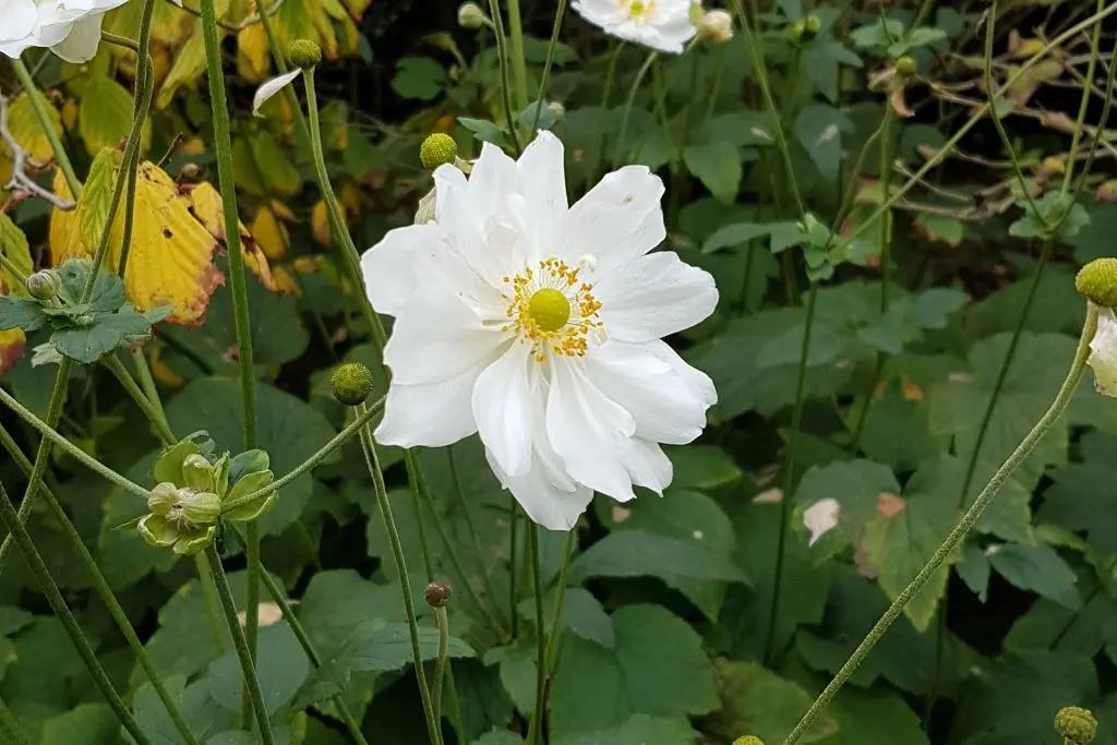 Anemone hyb. Honorine Jobert - Compact - BIO