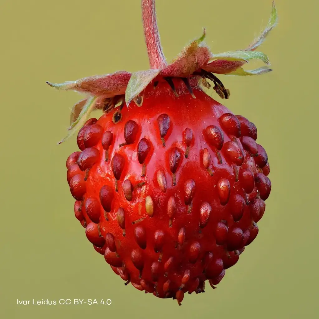 Fragaria Vesca - Compact - BIO