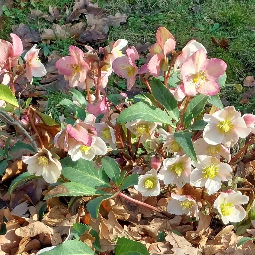 Helleborus Orientalis P9 - BIO