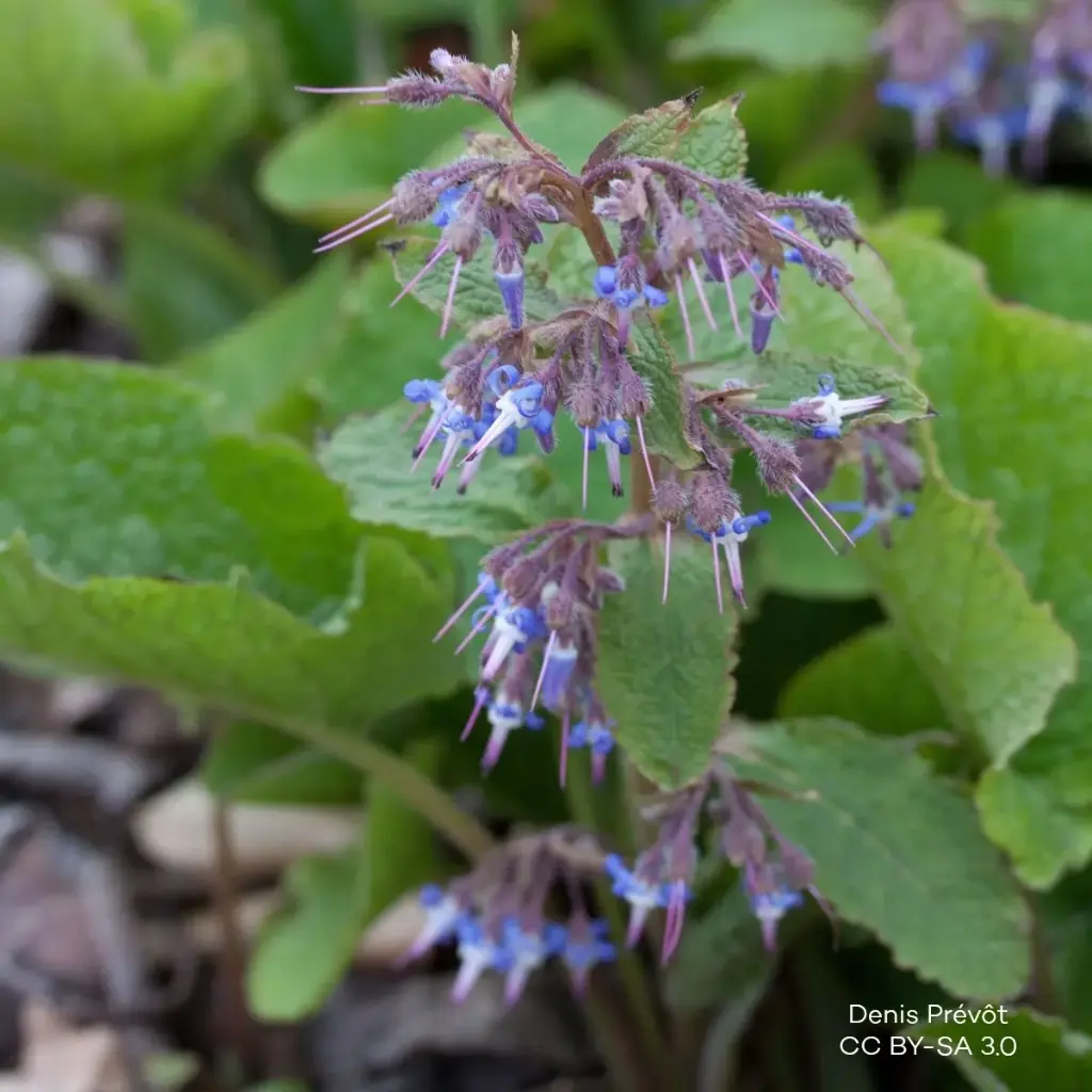 Trachystemon Orientalis - Compact - BIO