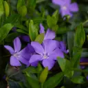 Vinca Minor P9 - BIO