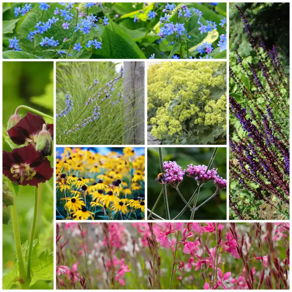 Zoemende Bloemborder - BIO