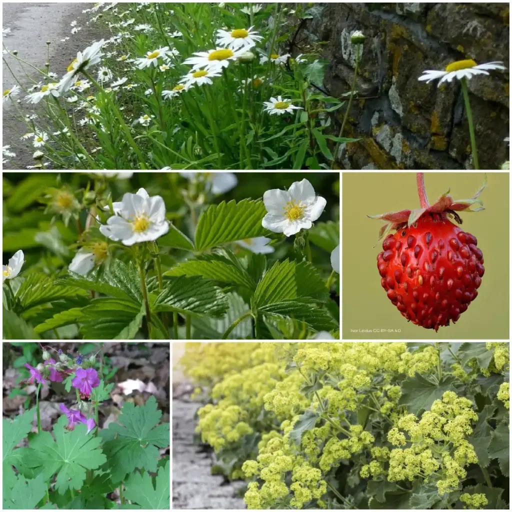 Massifs prêts à planter mi-ombre 1 m² - BIO