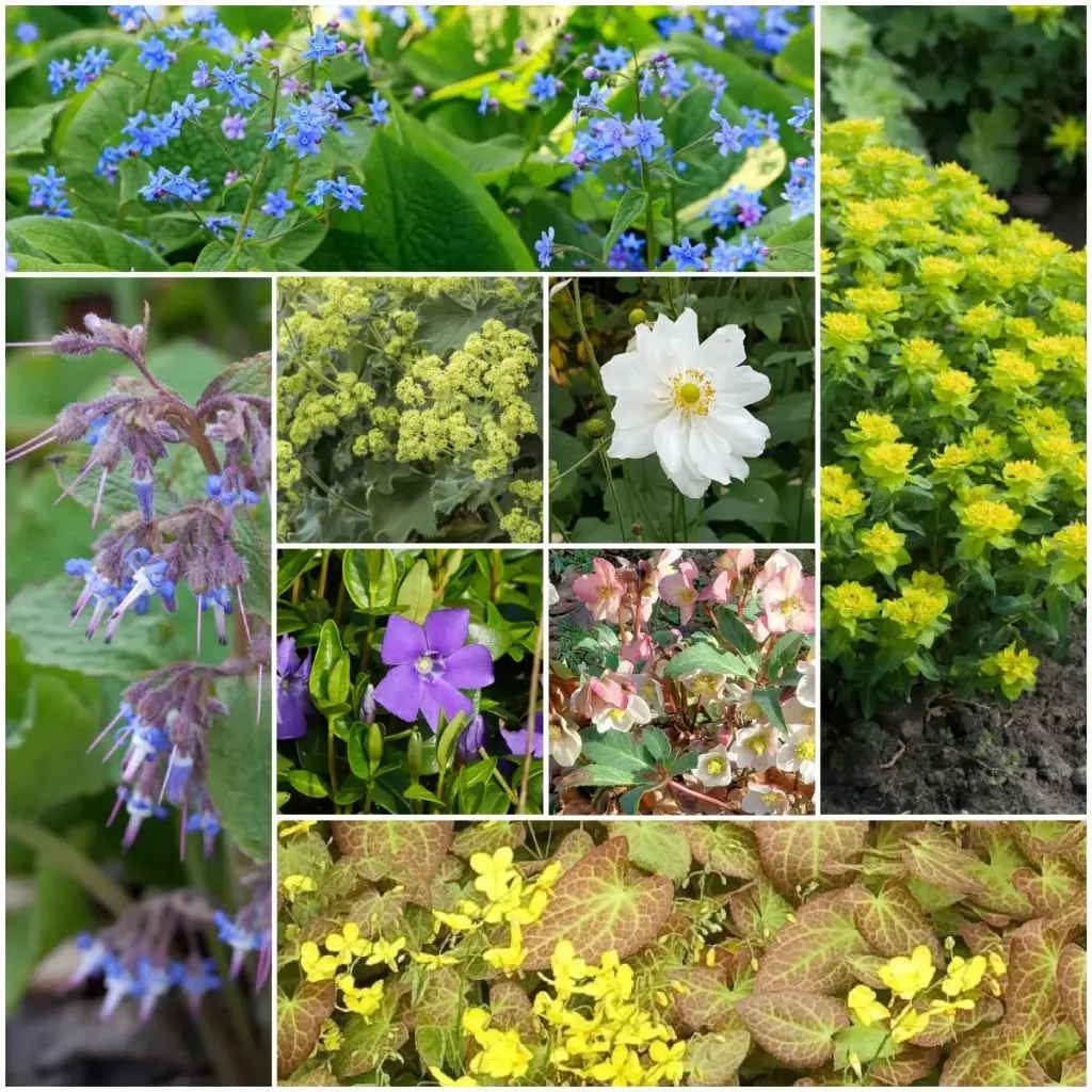 Massifs prêts à planter Ombre 4 m² - BIO