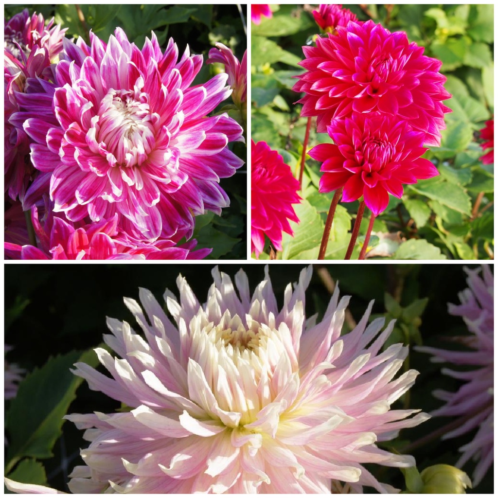 Pour toi, maman – Trio de dahlias – BIO