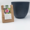 Dahlia  Hartenaas  pour maman – avec un pot Artstone - BIO