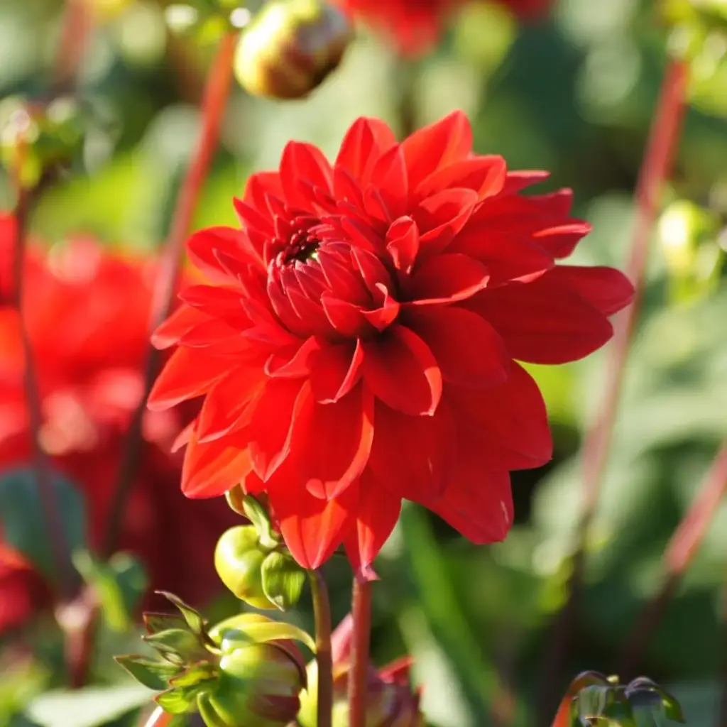 Dahlia Décoratif Rouge - BIO