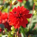 Dahlia Décoratif Rouge - BIO