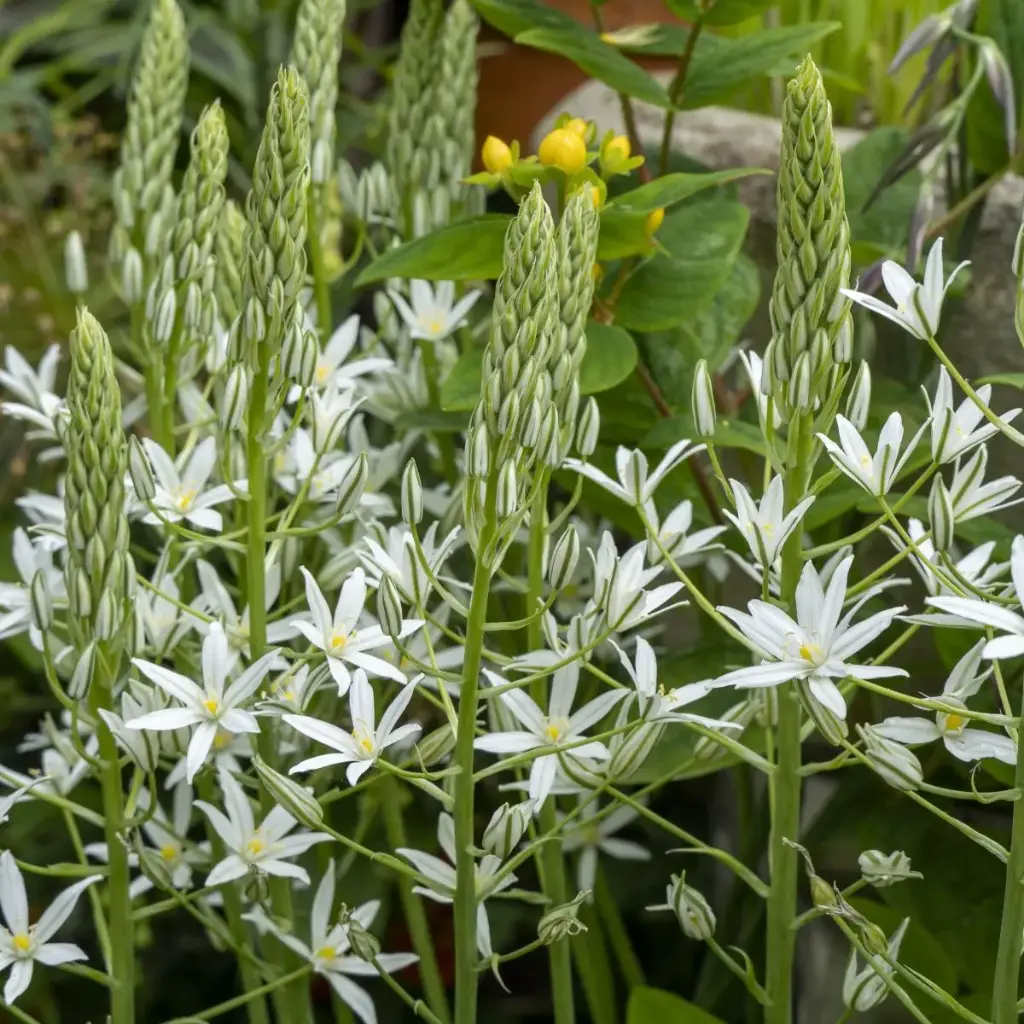 Ornithogalum ponticum Sochi - Vogelmelk - BIO