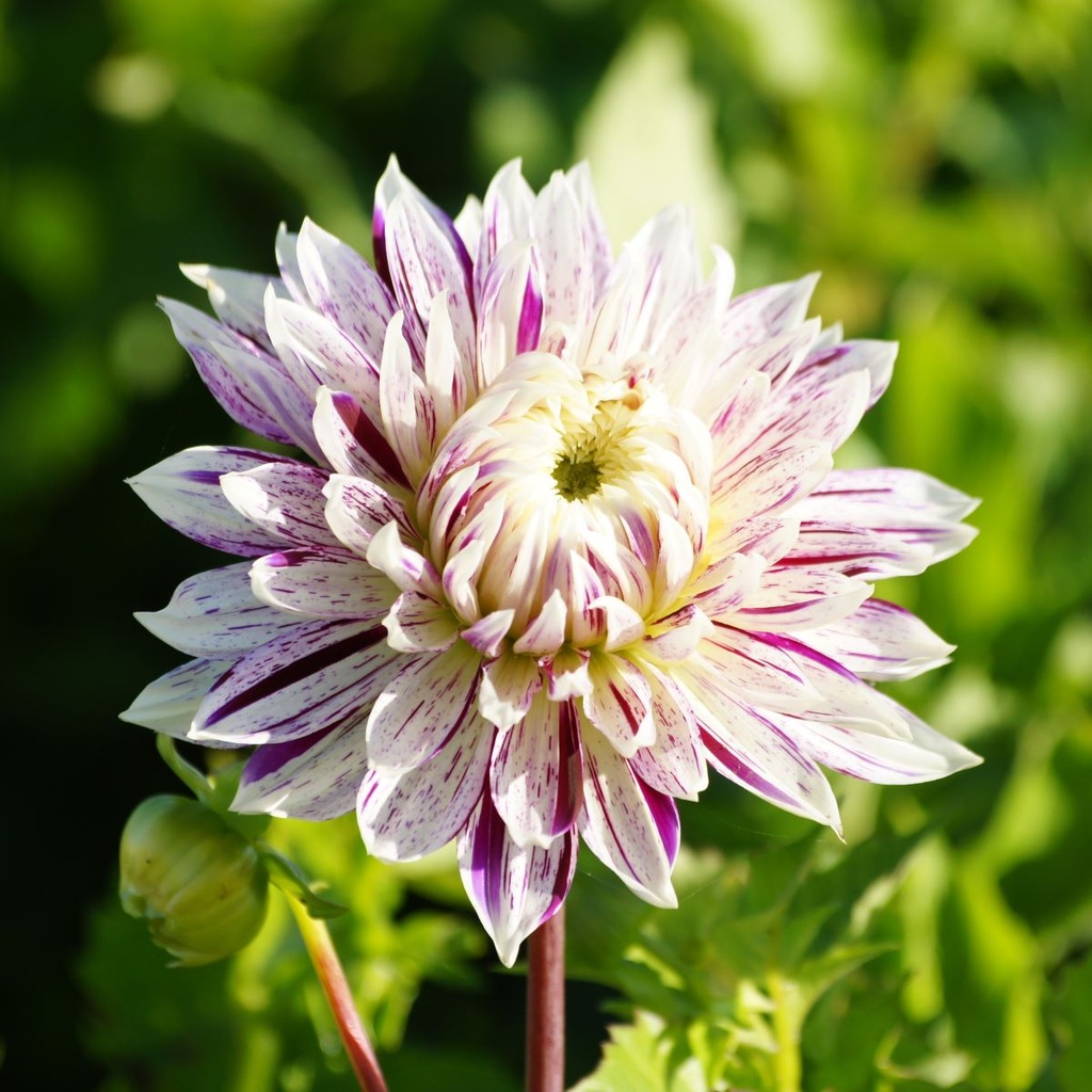 Dahlia Avignon - BIO (kopie)