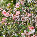 Chinese Kwee - Chaenomeles cathayensis - Royaal - BIO