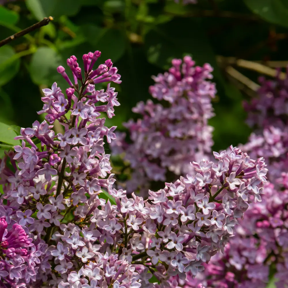 Sering - Syringa Josée - Royaal - BIO