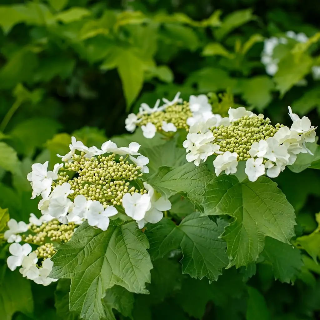 Gelderse Roos - Viburnum Opulus - Royaal - BIO