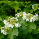 Gelderse Roos - Viburnum Opulus - Royaal - BIO