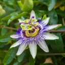Passiebloem - Passiflora Caerulea - Royaal - BIO