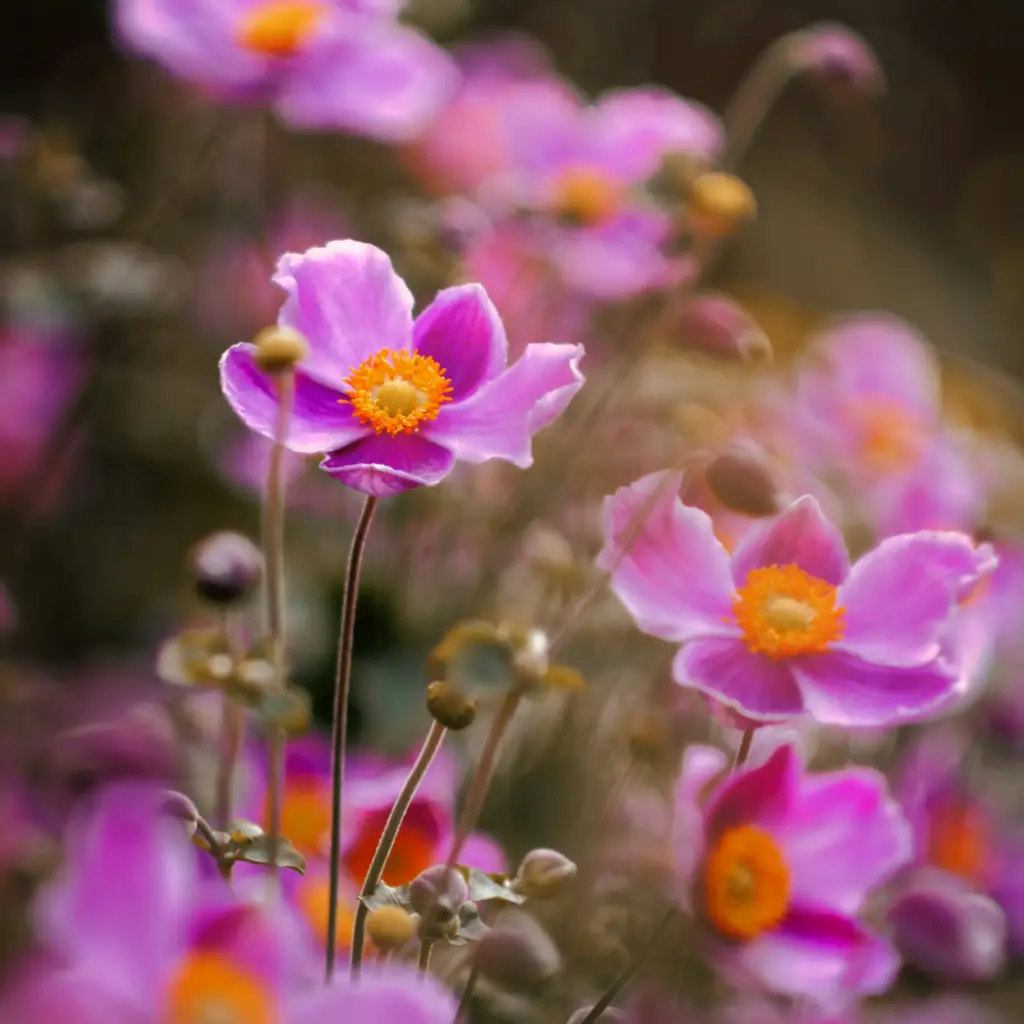 Anemone Splendens - Compact  - BIO