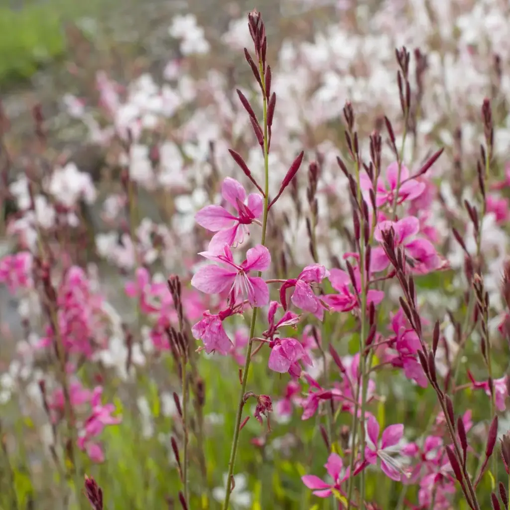 Gaura Siskiyou Pink - Prachtkaars - Compact - BIO