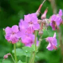 Geranium Bevan's Variety - Ooievaarsbek - Compact - BIO
