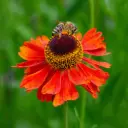 Helenium Moerheim Beauty - Zonnekruid - Compact - BIO