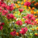 Monarda Mahogany - Compact - BIO