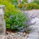 Kattenkruid - Nepeta Walker's Low - Compact - BIO