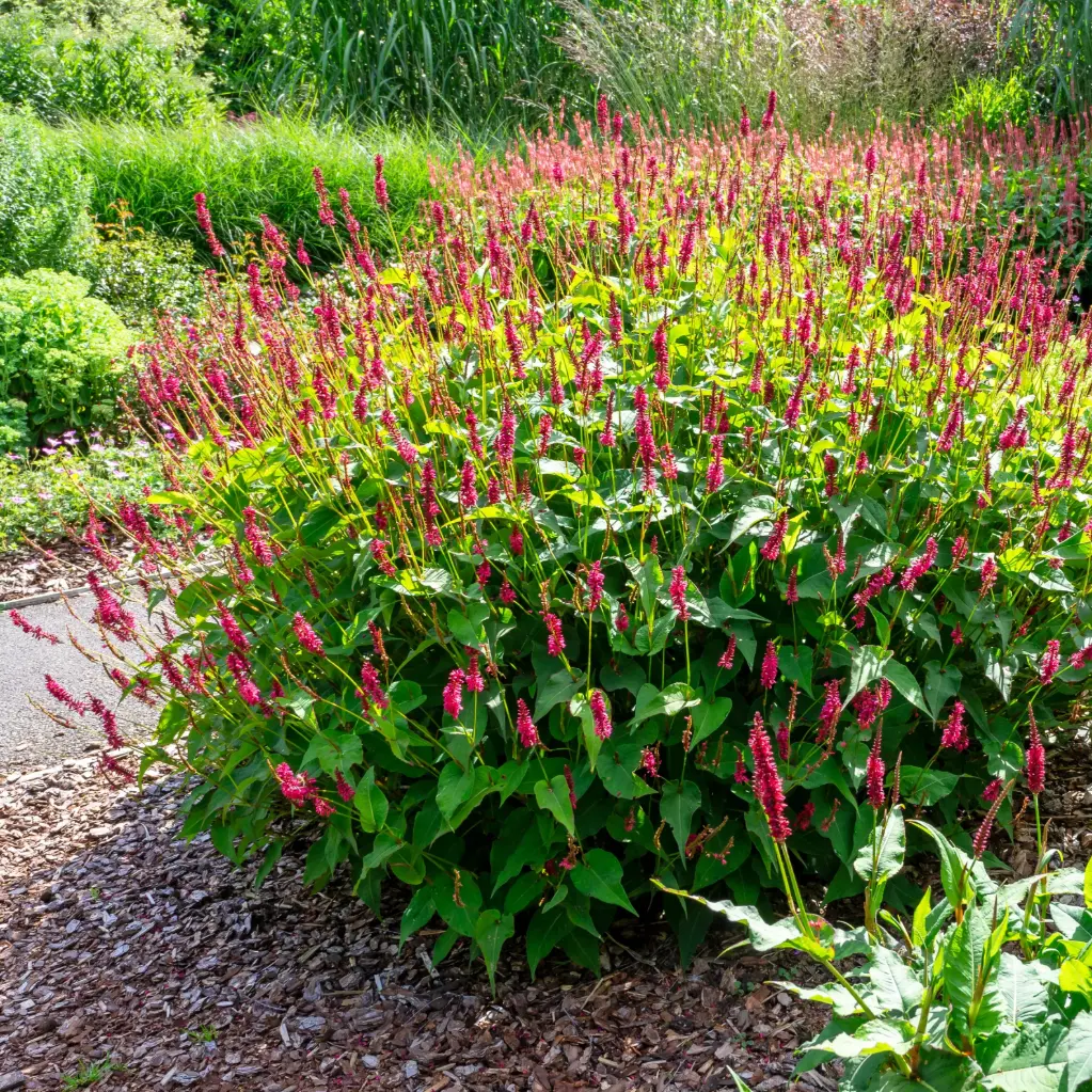 Duizendknoop - Persicaria amplexicaulis - Compact - BIO