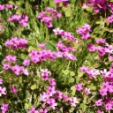 Vlambloem - Phlox sub. Scarlet Flame - Compact - BIO