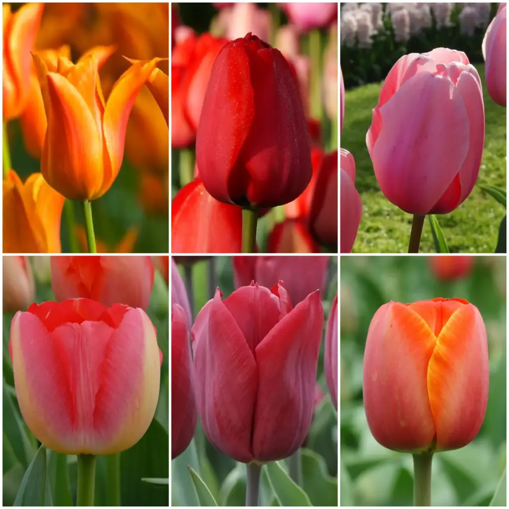 Pakket Lange Tulpen V2 - BIO