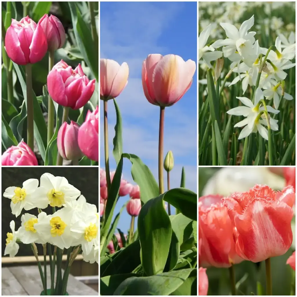 Pluktuin collectie V2 - BIO