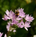 Allium unifolium - Ail à une feuille - BIO