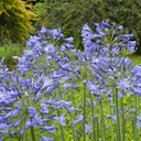 Agapanthe - Agapanthus Charlotte - BIO