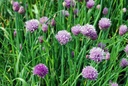 Allium schoenoprasum - BIO
