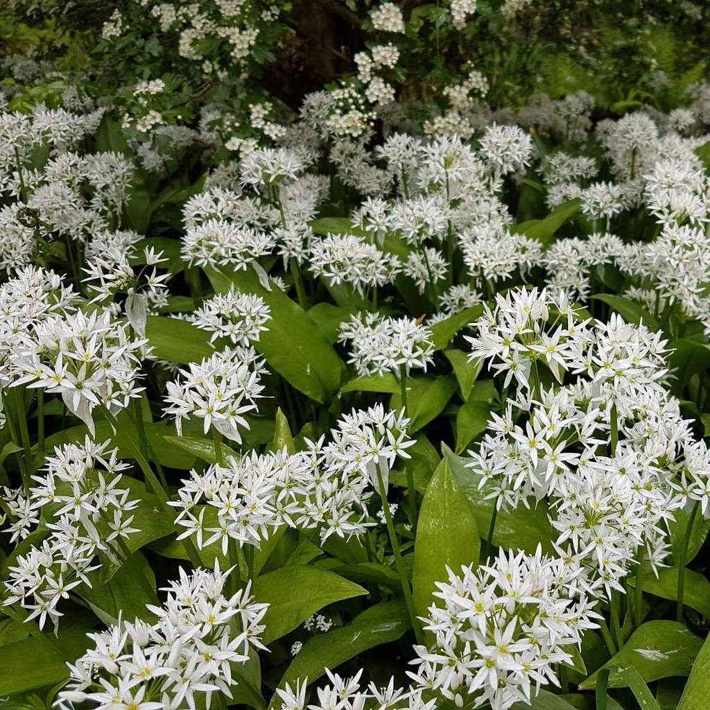 Ail Sauvage - Allium Ursinum - BIO