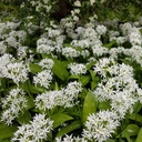 Ail Sauvage - Allium Ursinum - BIO