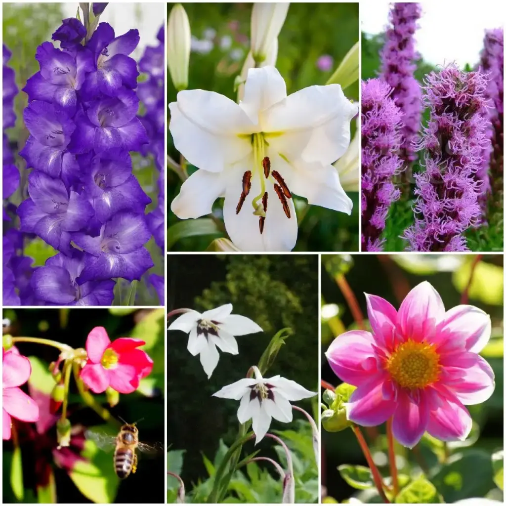 Bijenbuffet Zoem Zoem - BIO