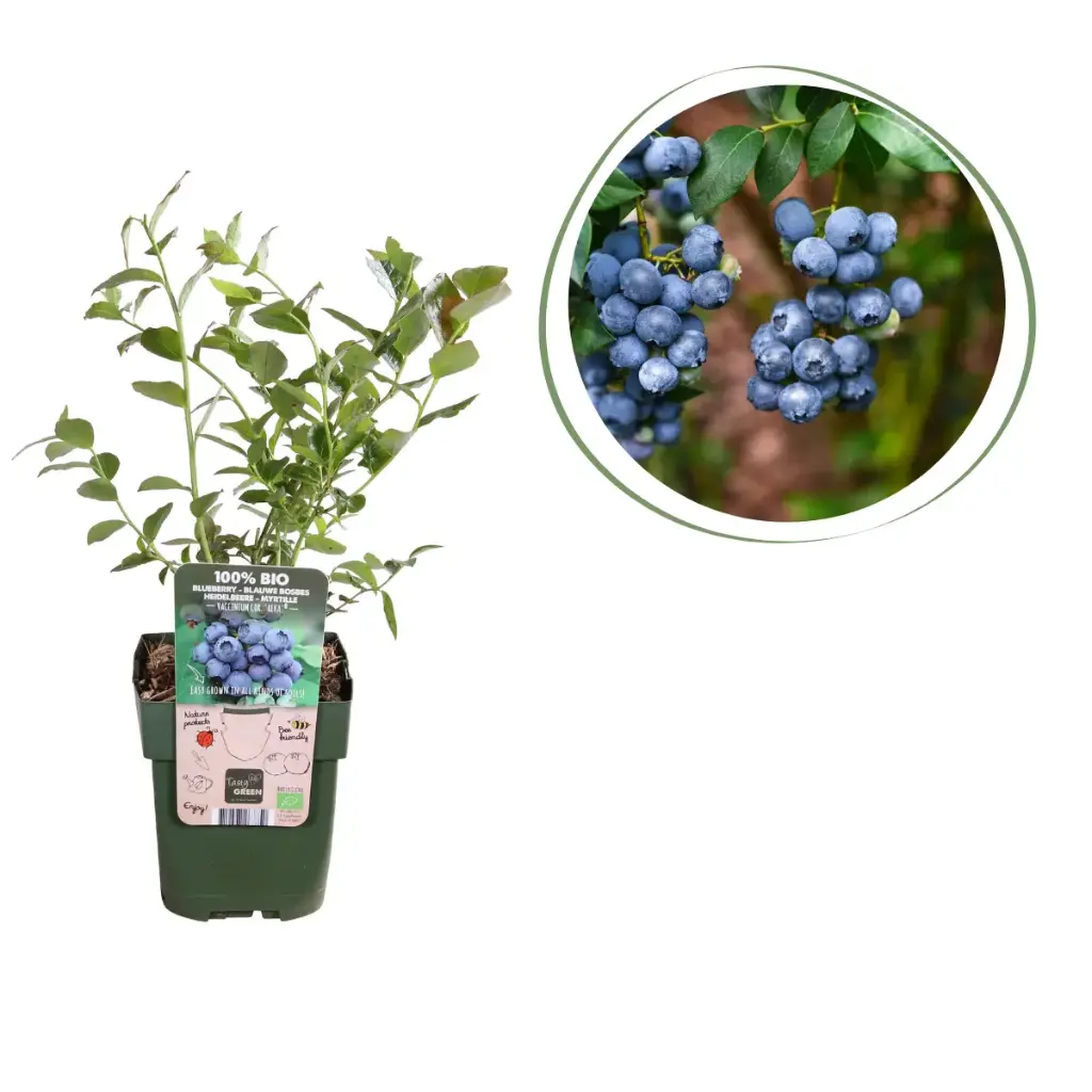 Myrtille Buisson - BIO