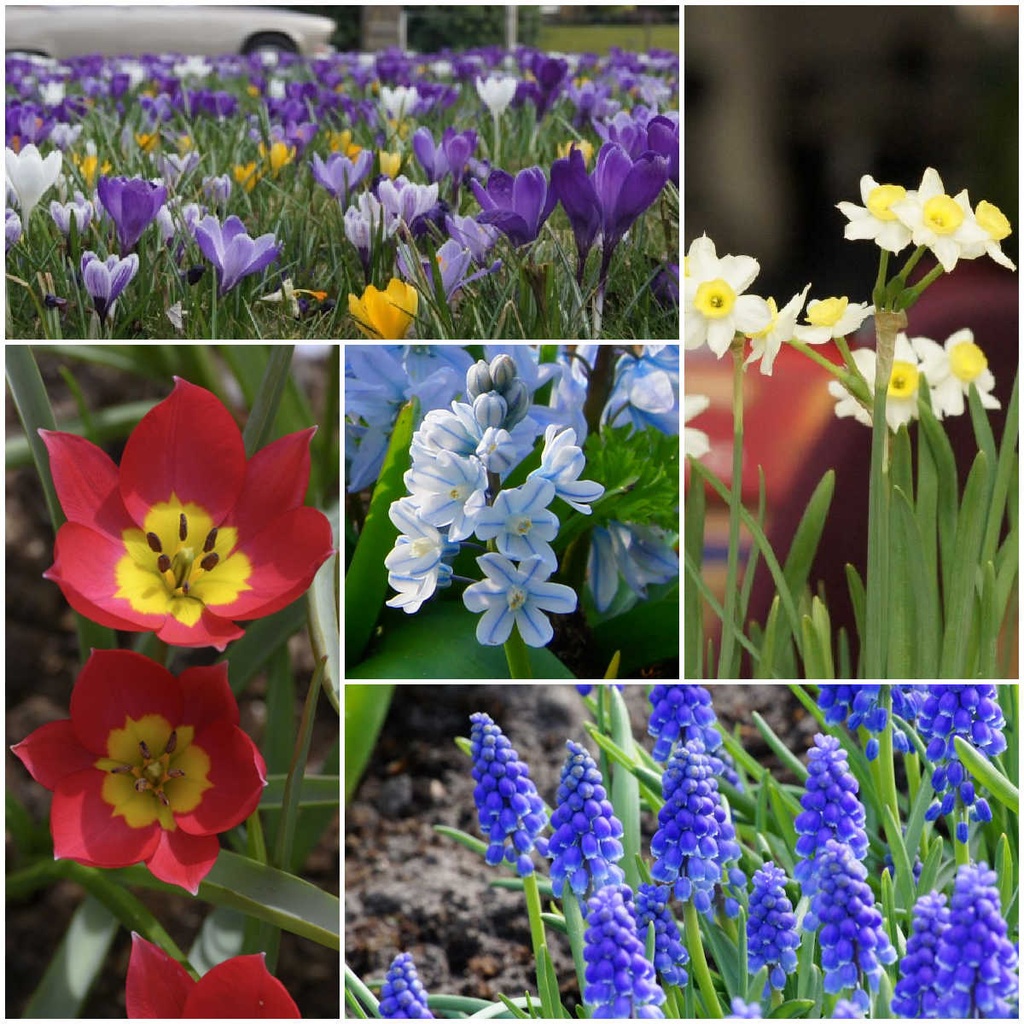 Lot Jardin Printemps pour Abeilles M - BIO