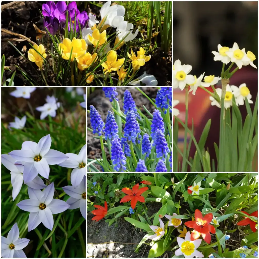 Lot Jardin Printemps pour Abeilles S - BIO
