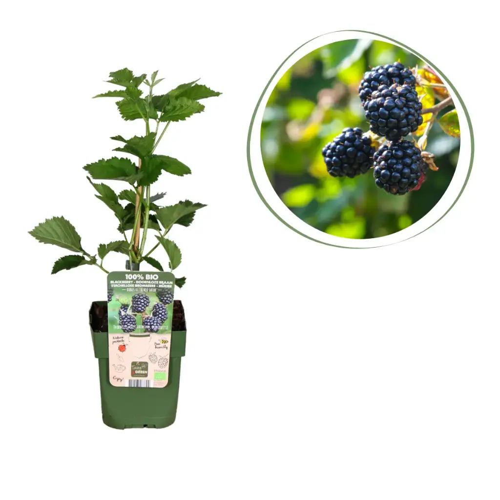 Braamstruik - BIO