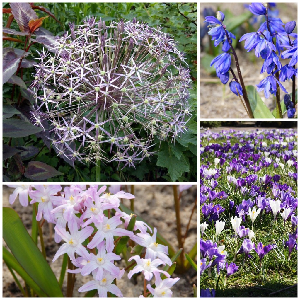 Czaar Peter Mix - BIO