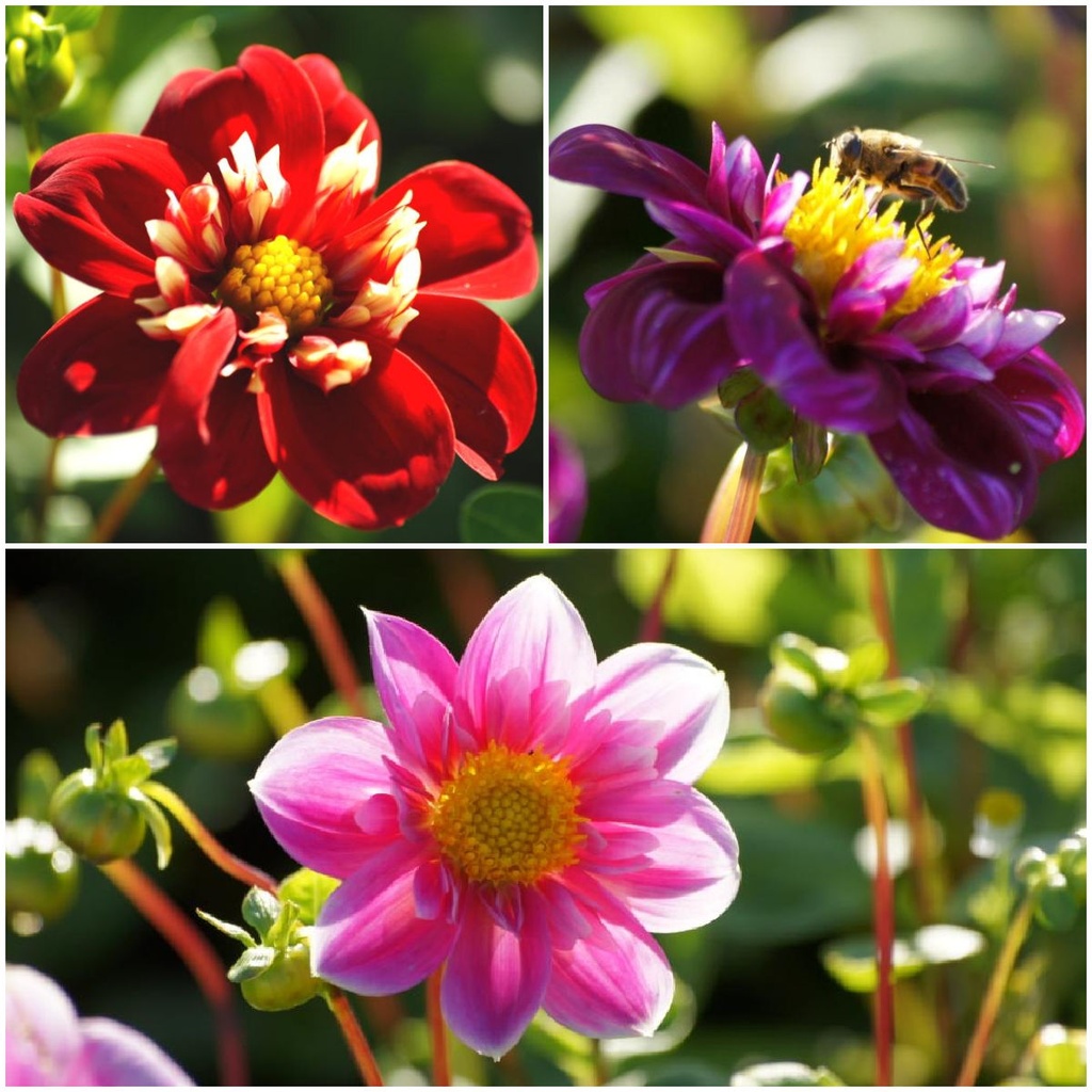 Mélange de Dahlias pour Abeilles, Rose-Rouge 4 ST - BIO