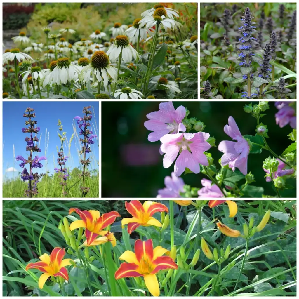 Eetbaar Tuintje Vaste Planten - BIO