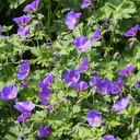 Geranium Johnsons Blue - Ooievaarsbek - BIO