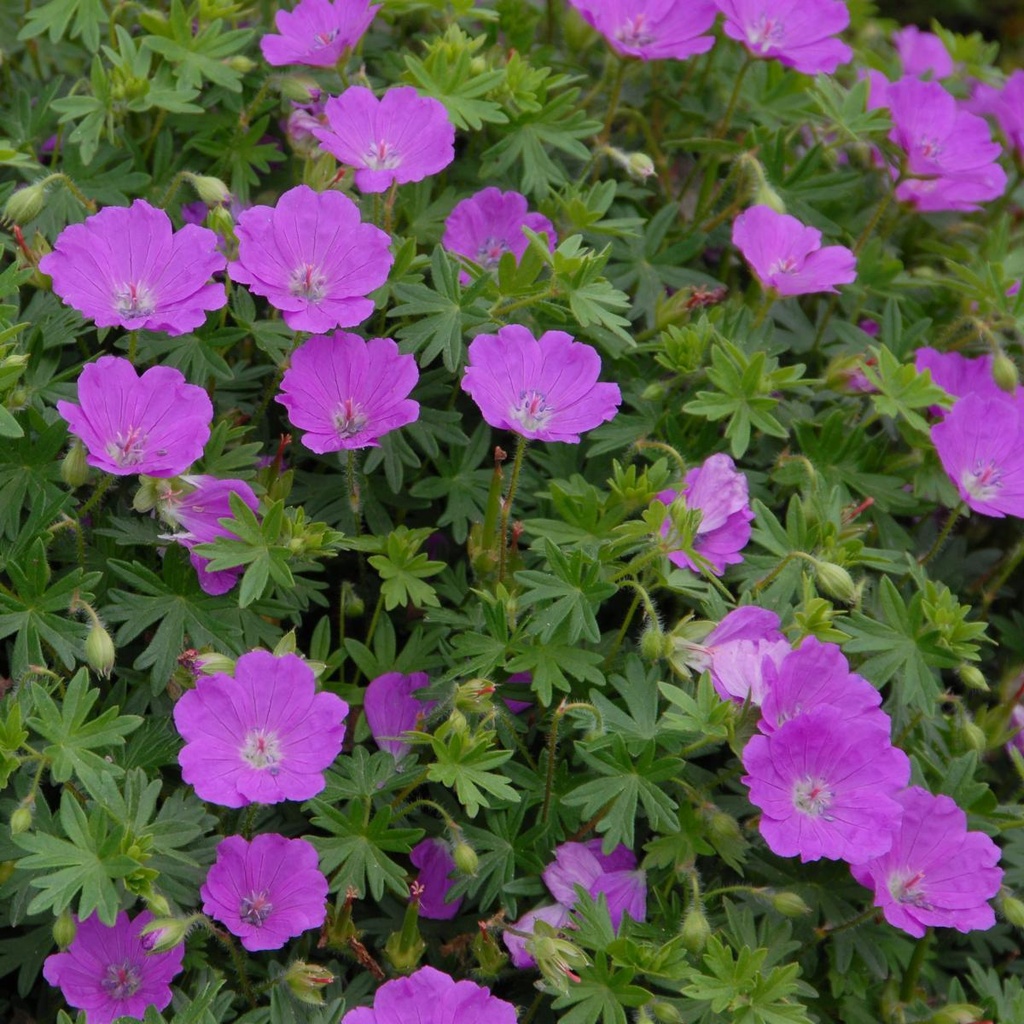 Geranium Sanguineum - Ooievaarsbek - BIO